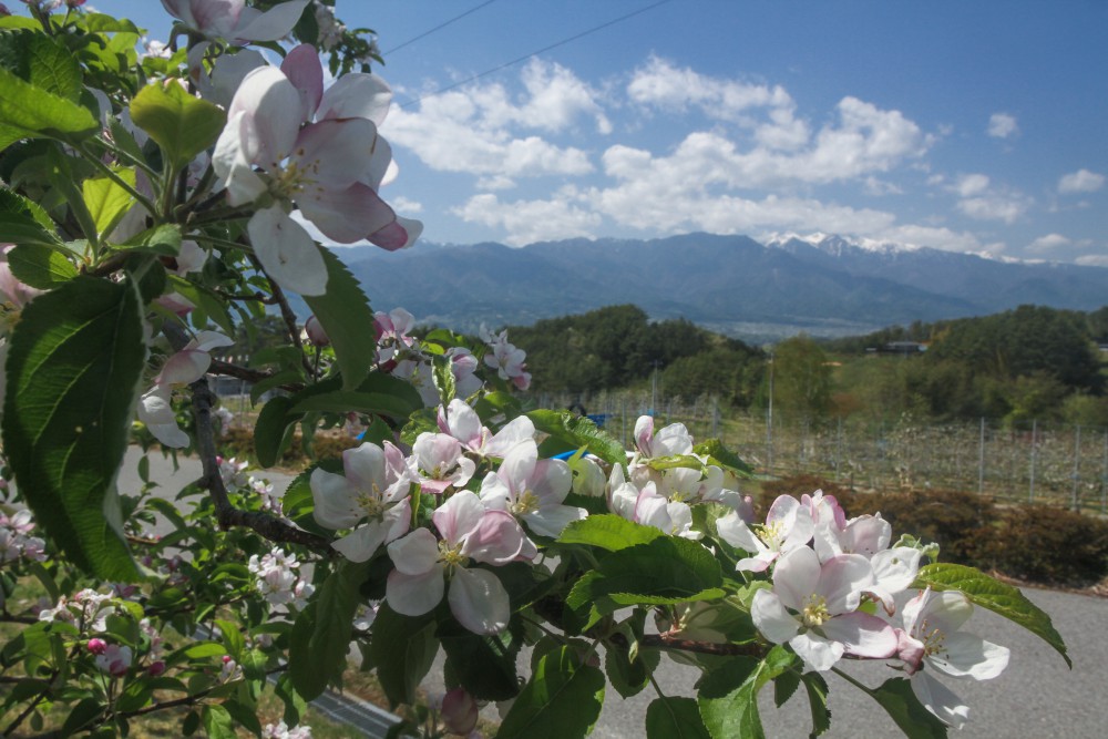 りんご なし 桃の花 ピンクや白の果樹の花が一斉に開花します 豊丘村観光ホームページ