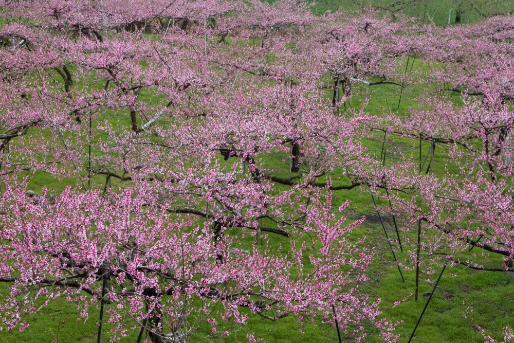 りんご なし 桃の花 ピンクや白の果樹の花が一斉に開花します 豊丘村観光ホームページ