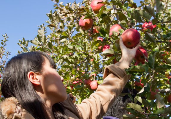 【りんごの木オーナー】2022年度募集は終了しました。イメージ
