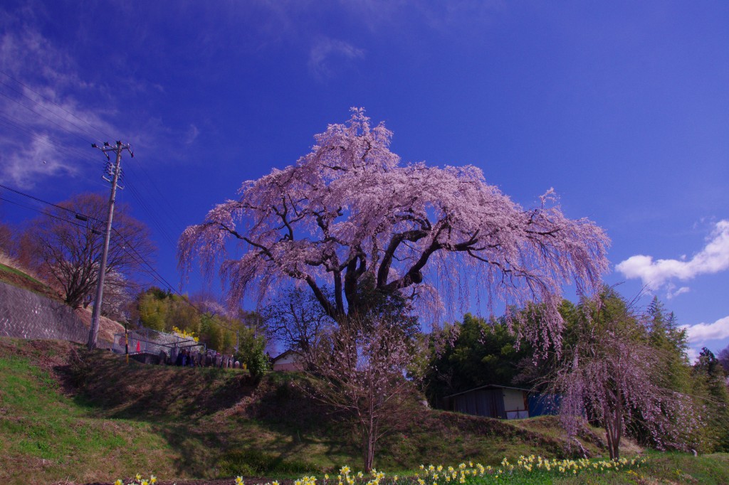 笹見平の桜②