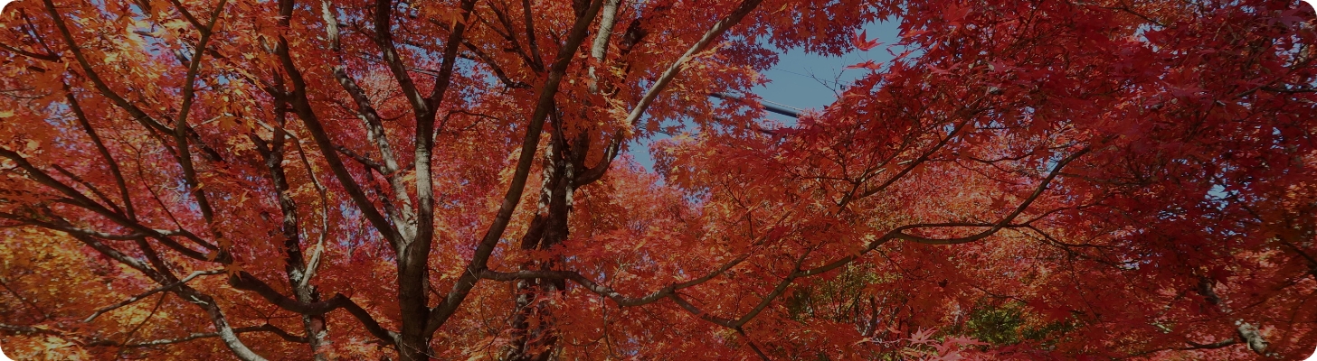 紅葉狩り メインイメージ