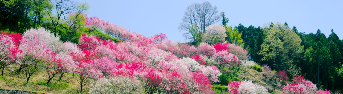 比国平花モモ街道 メインイメージ