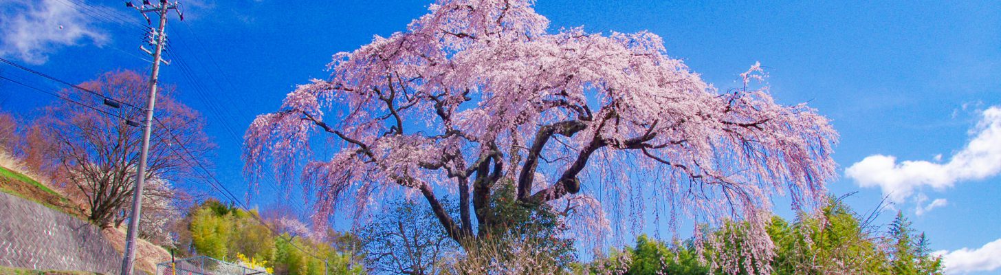 桜 メインイメージ