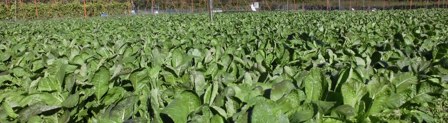 源助かぶ菜収穫体験 メインイメージ