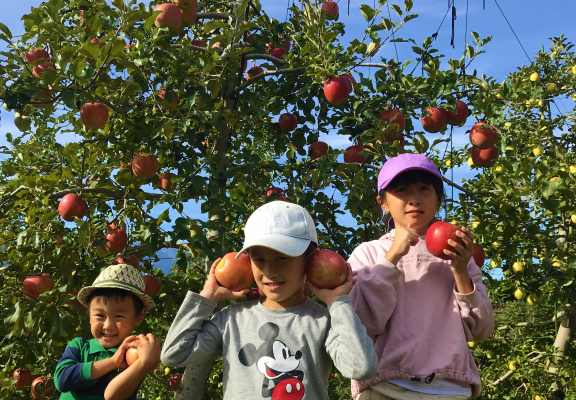 【りんごの木オーナー】シナノスイート収穫祭日程＜無事終了しました＞イメージ