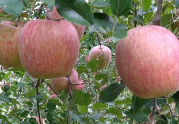 【りんごの木オーナー】ふじ収穫のオーナー様へイメージ