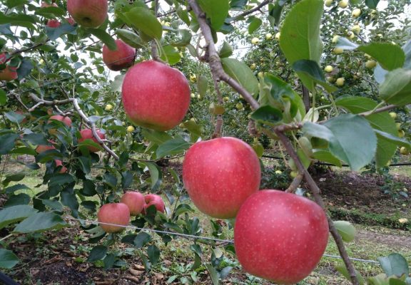 【りんごの木オーナー】シナノスイート収穫祭日程イメージ