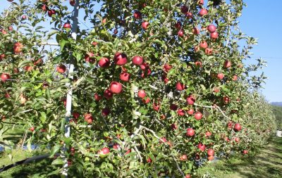 りんごの木オーナー＜陽光＞イメージ