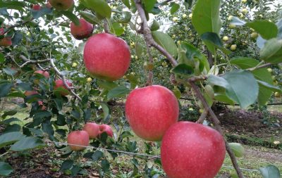 りんごの木オーナー＜お申し込み受付中＞イメージ