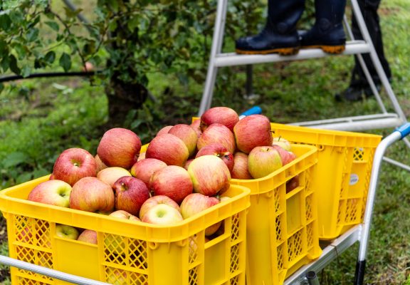 【りんごの木オーナー】シナノスイート収穫終了しましたイメージ