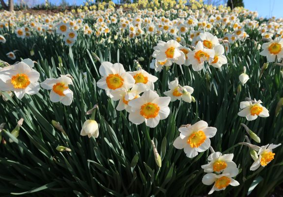 豊丘村 花だよりイメージ