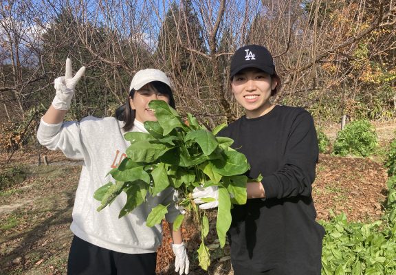 「野菜狩り」いつでも開催中！イメージ