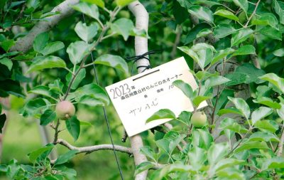 りんごの木オーナー《2024名札付けのご案内》イメージ