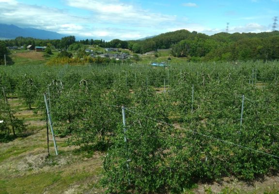 りんごの木オーナー名札付けのご案内イメージ