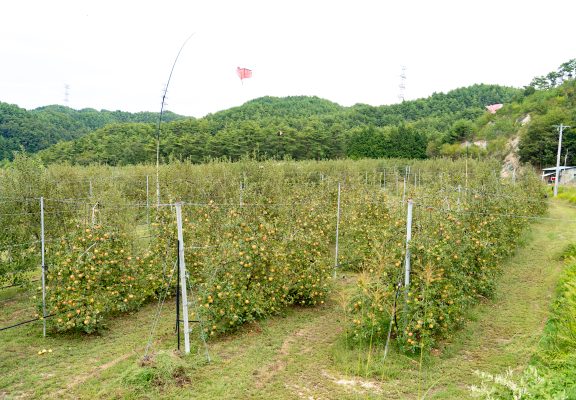 【りんごの木オーナー】陽光・シナノゴールド収穫祭日程イメージ