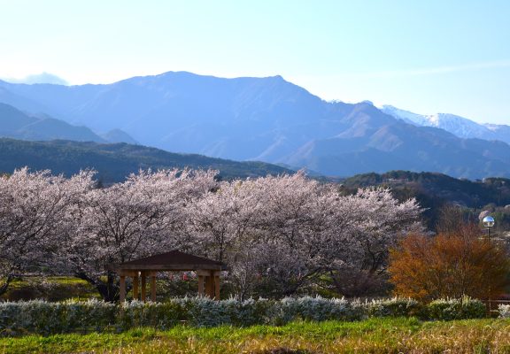 豊丘村　花だより　2025年イメージ