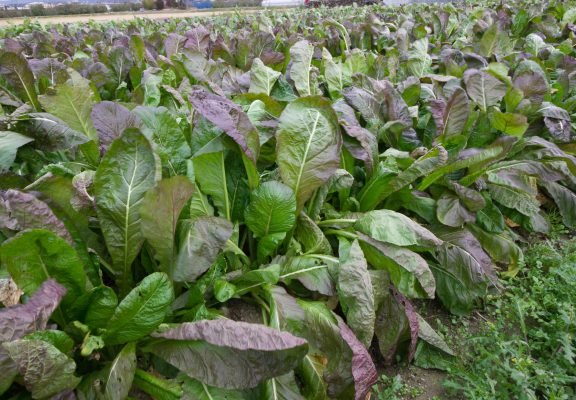 源助かぶ菜収穫体験&漬け込み体験イメージ