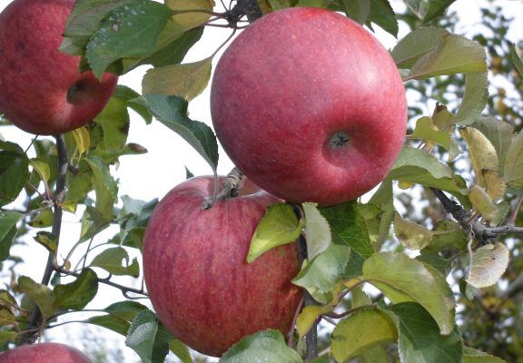 【2026りんごの木オーナー】募集スケジュールイメージ