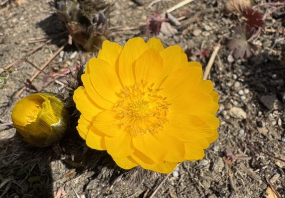 豊丘村 花だより 2026イメージ