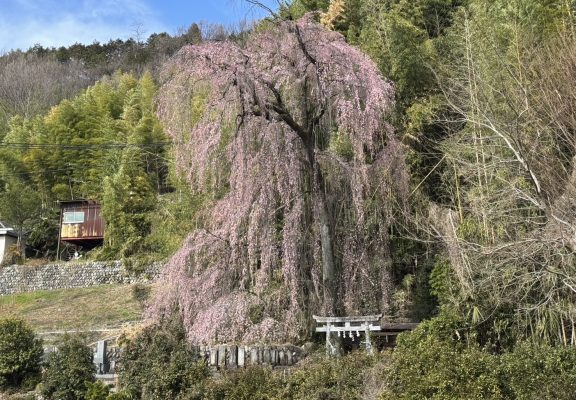 豊丘村 花だより 2026イメージ